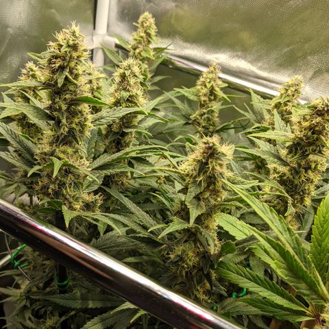 Gorilla Ghost growlog timeline photo