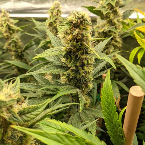Gorilla Ghost growlog timeline photo