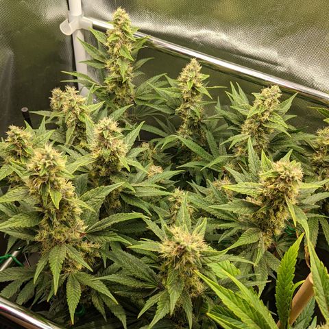 Gorilla Ghost growlog timeline photo