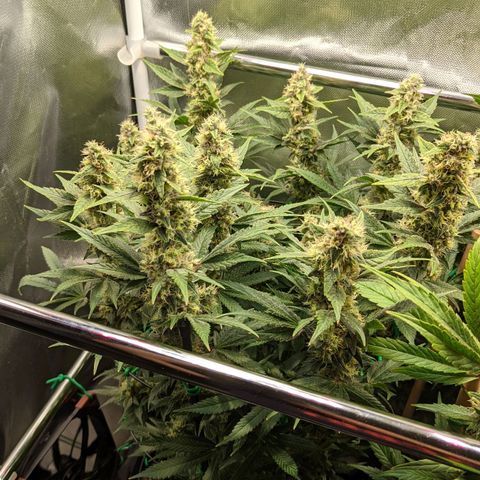 Gorilla Ghost growlog timeline photo