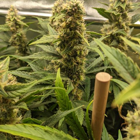 Gorilla Ghost growlog timeline photo