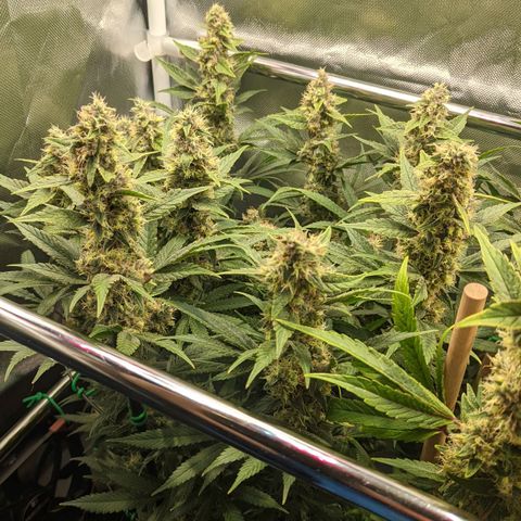 Gorilla Ghost growlog timeline photo