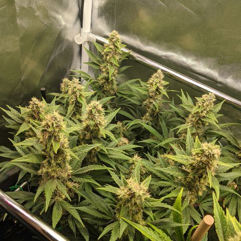 Gorilla Ghost growlog timeline photo