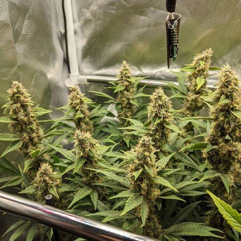 Gorilla Ghost growlog timeline photo