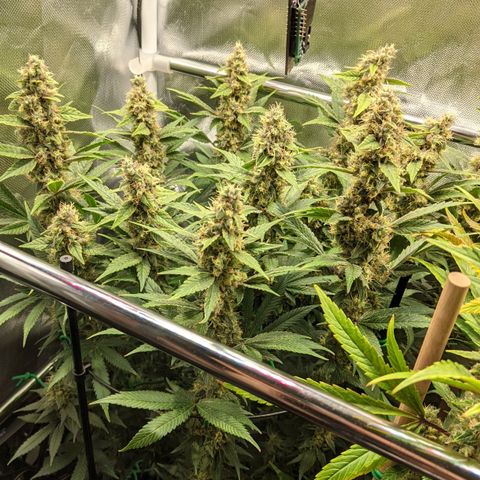 Gorilla Ghost growlog timeline photo