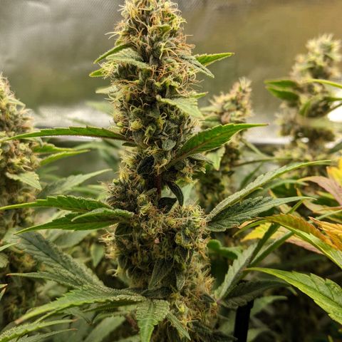 Gorilla Ghost growlog timeline photo