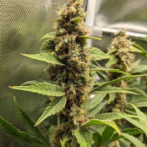 Gorilla Ghost growlog timeline photo