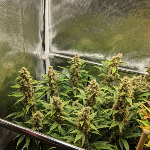 Gorilla Ghost growlog timeline photo