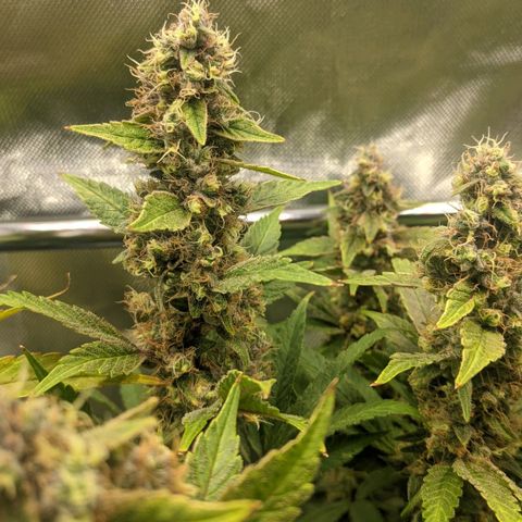Gorilla Ghost growlog timeline photo