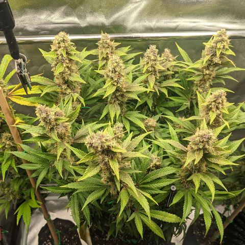 Gorilla Ghost growlog timeline photo