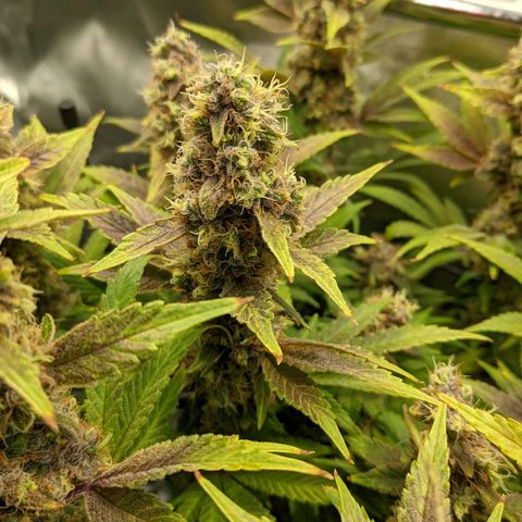 Gorilla Ghost growlog timeline photo