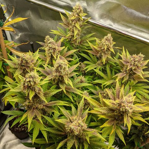 Gorilla Ghost growlog timeline photo