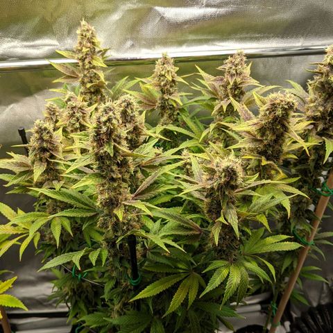 Gorilla Ghost growlog timeline photo