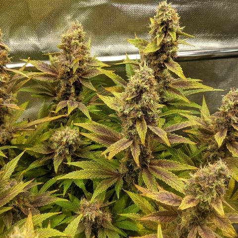 Gorilla Ghost growlog timeline photo
