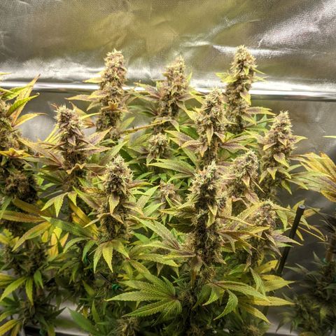 Gorilla Ghost growlog timeline photo