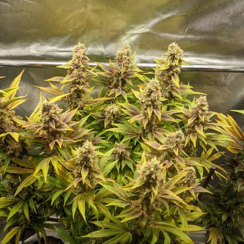 Gorilla Ghost growlog timeline photo