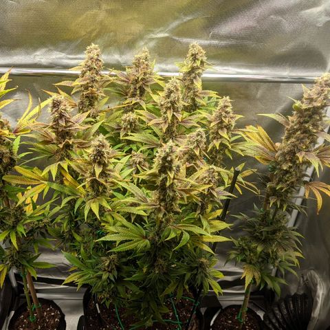 Gorilla Ghost growlog timeline photo