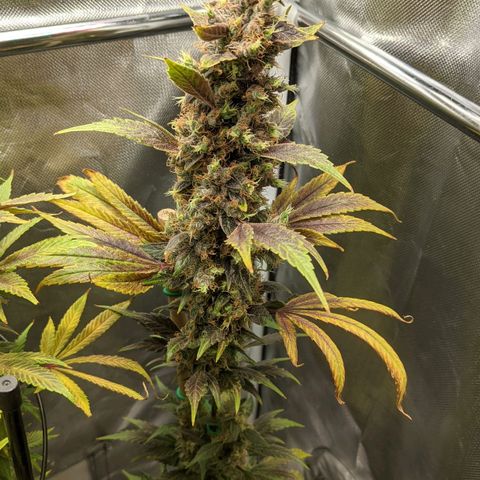 Gorilla Ghost growlog timeline photo