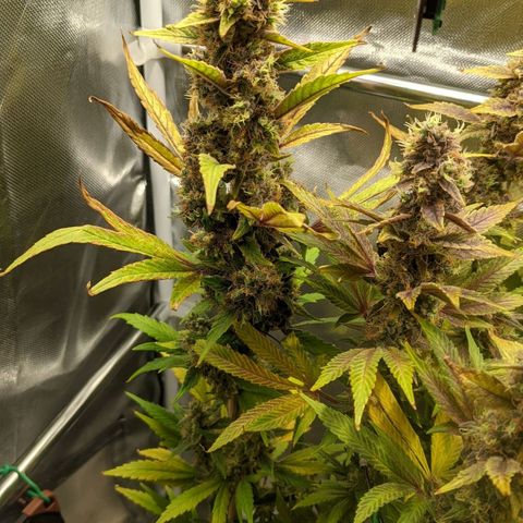 Gorilla Ghost growlog timeline photo
