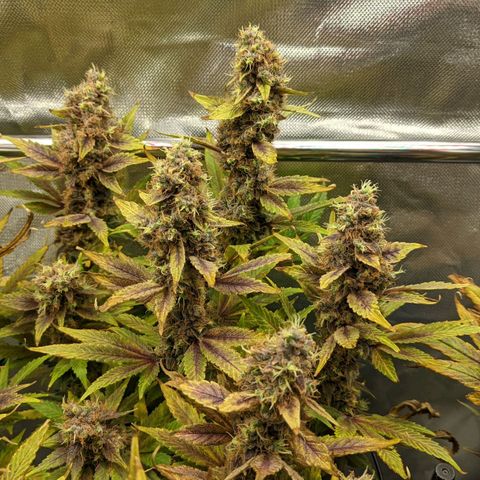 Gorilla Ghost growlog timeline photo