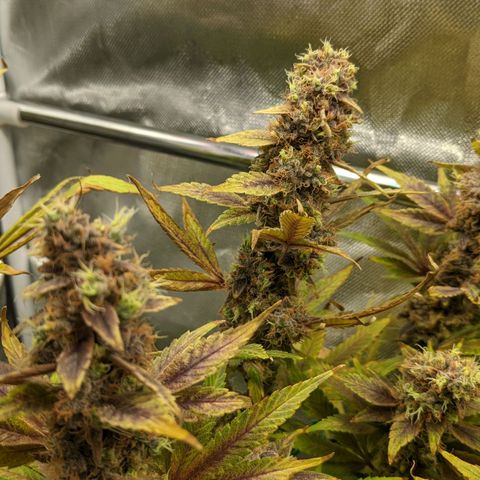 Gorilla Ghost growlog timeline photo