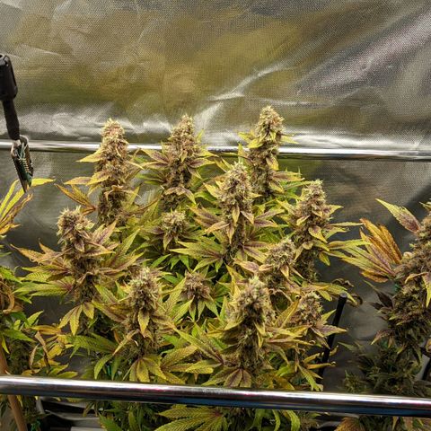Gorilla Ghost growlog timeline photo
