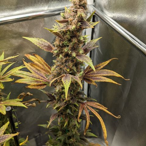Gorilla Ghost growlog timeline photo
