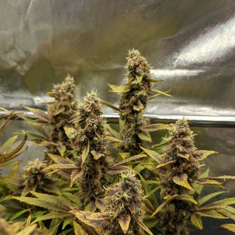 Gorilla Ghost growlog timeline photo