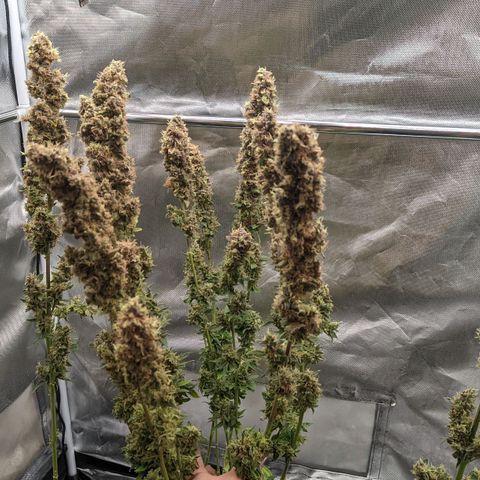 Gorilla Ghost growlog timeline photo