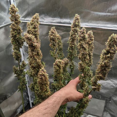Gorilla Ghost growlog timeline photo