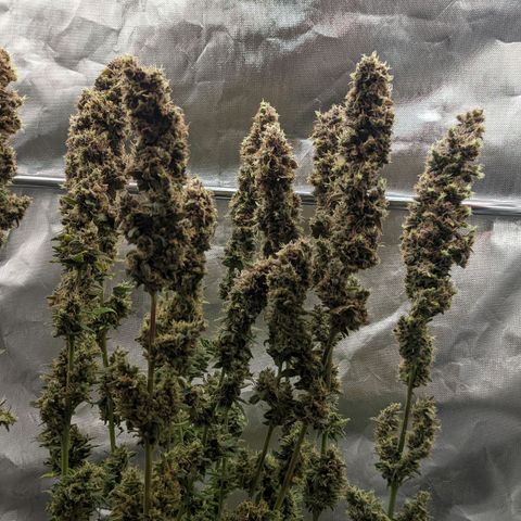 Gorilla Ghost growlog timeline photo