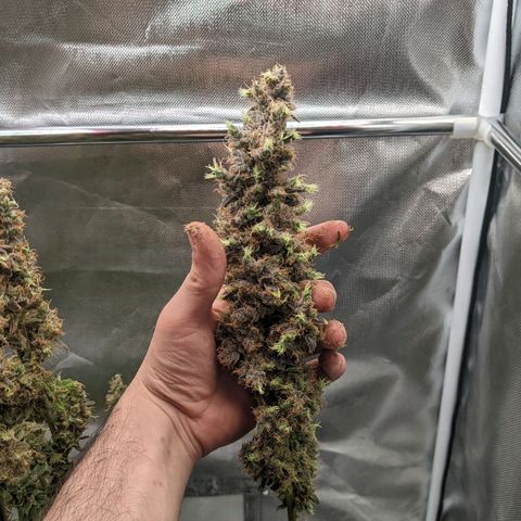 Gorilla Ghost growlog timeline photo