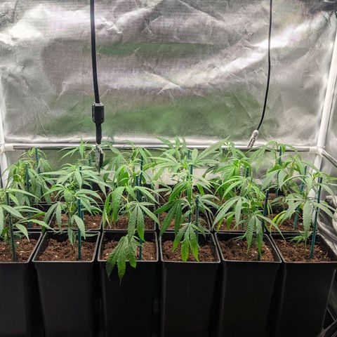 Amnesia Hy-Pro growlog timeline photo