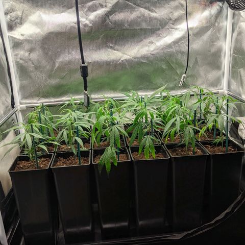 Amnesia Hy-Pro growlog timeline photo