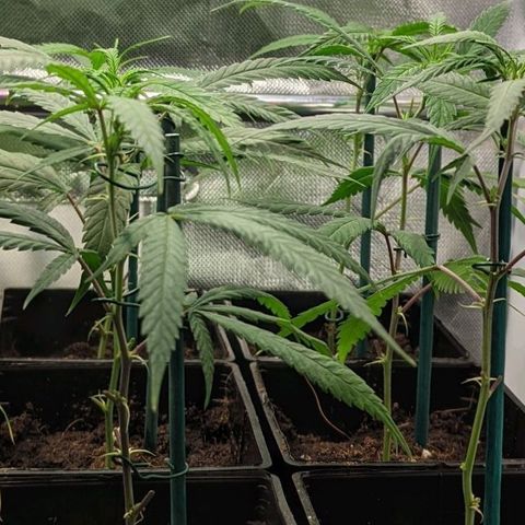 Amnesia Hy-Pro growlog timeline photo