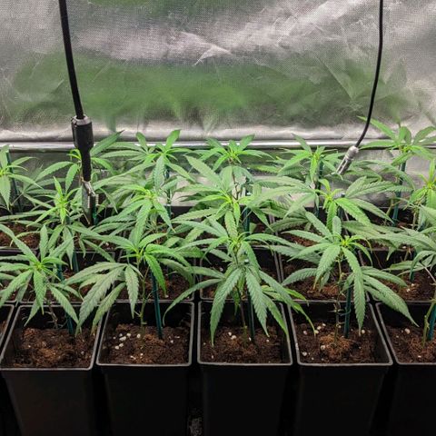 Amnesia Hy-Pro growlog timeline photo