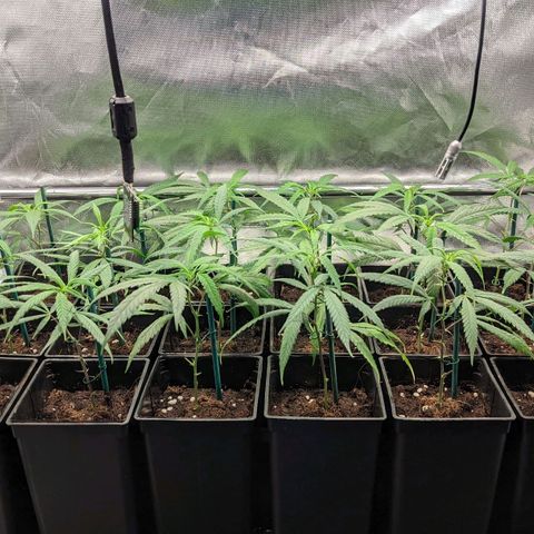 Amnesia Hy-Pro growlog timeline photo