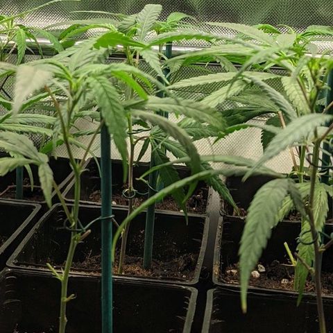 Amnesia Hy-Pro growlog timeline photo
