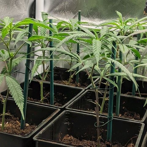 Amnesia Hy-Pro growlog timeline photo