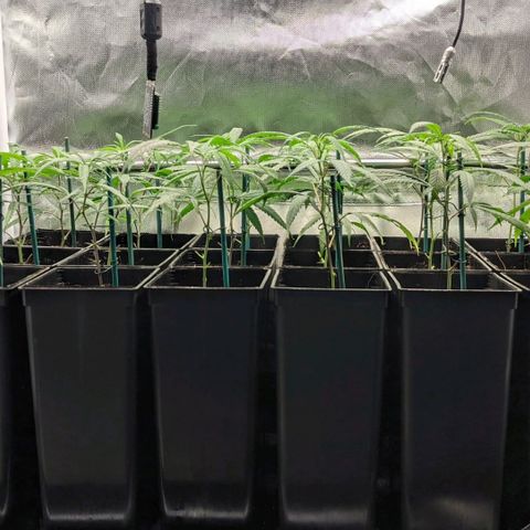 Amnesia Hy-Pro growlog timeline photo