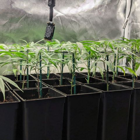 Amnesia Hy-Pro growlog timeline photo