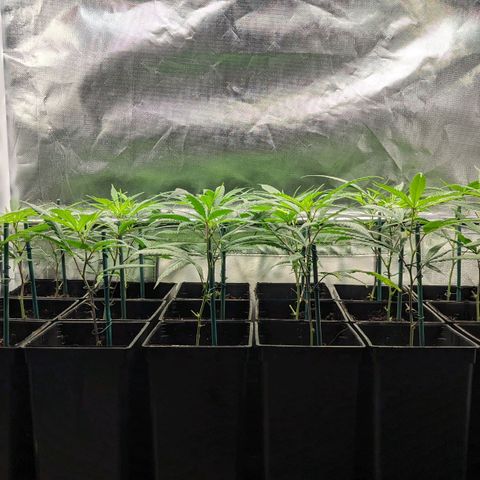 Amnesia Hy-Pro growlog timeline photo