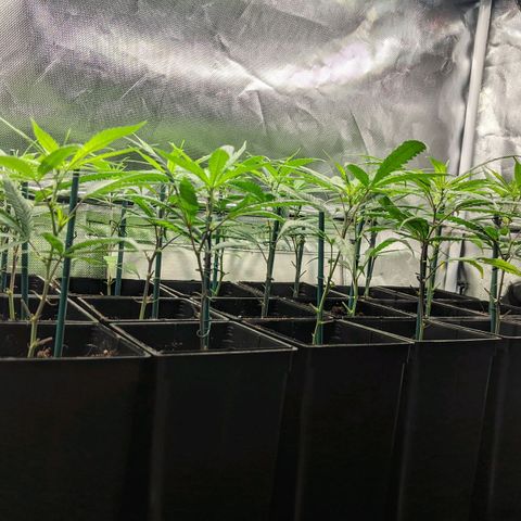 Amnesia Hy-Pro growlog timeline photo