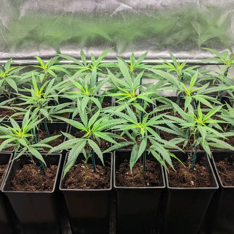 Amnesia Hy-Pro growlog timeline photo