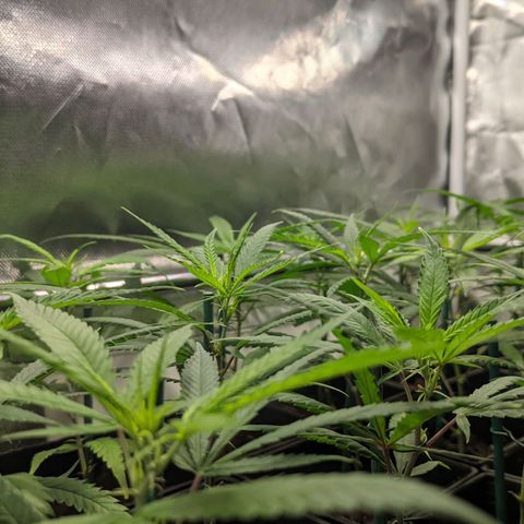 Amnesia Hy-Pro growlog timeline photo