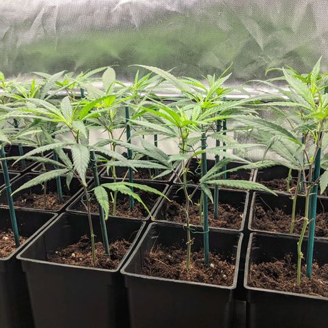 Amnesia Hy-Pro growlog timeline photo