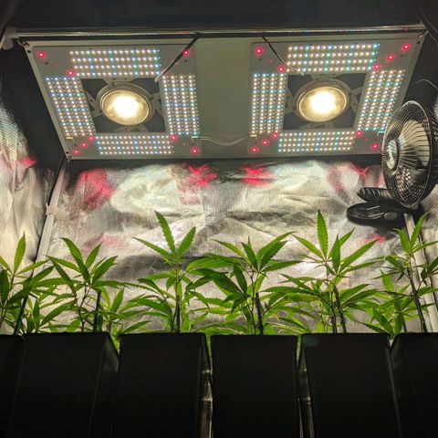Amnesia Hy-Pro growlog timeline photo