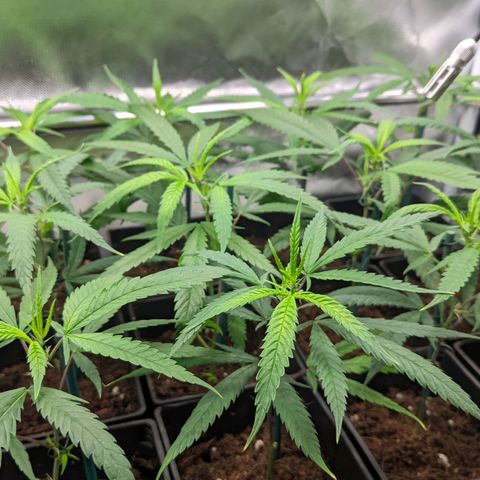 Amnesia Hy-Pro growlog timeline photo
