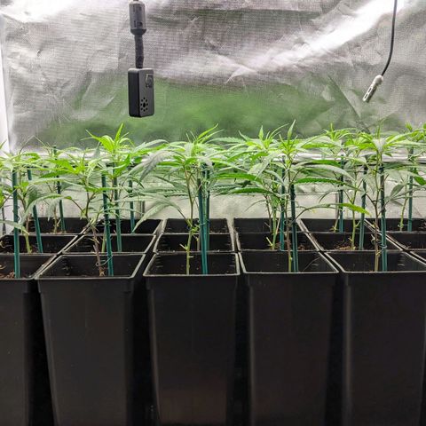 Amnesia Hy-Pro growlog timeline photo