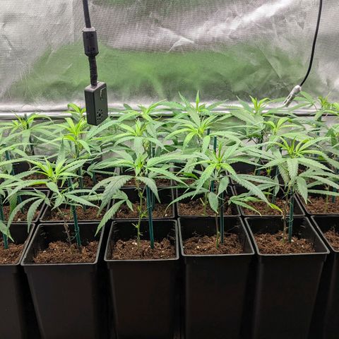 Amnesia Hy-Pro growlog timeline photo